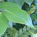 가시나무 잎 사진