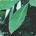 후박나무 잎 사진