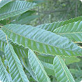 상수리나무 잎 사진
