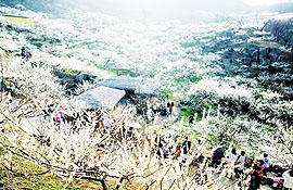 Gwangyang Maehwa Festival