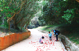 Oknyongsa Temple Site Camellia Forest