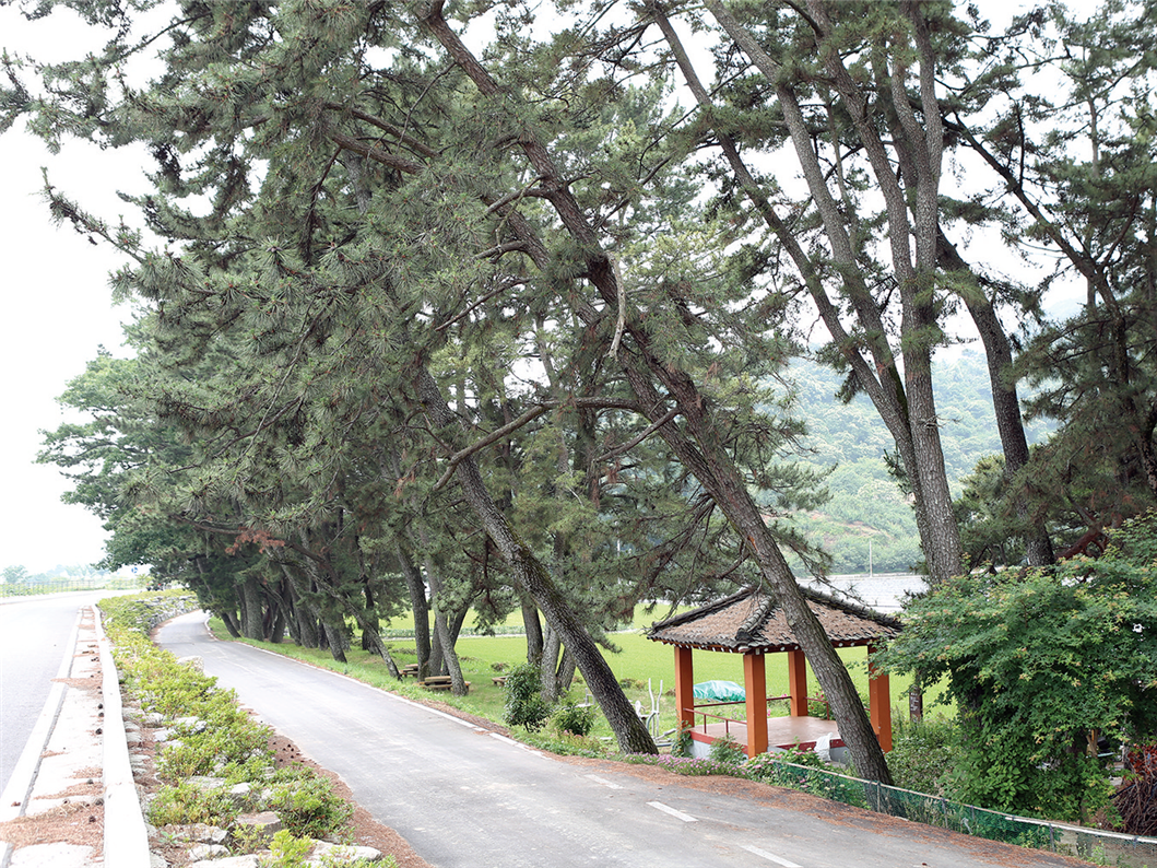 돈탁마을 숲 사진3
