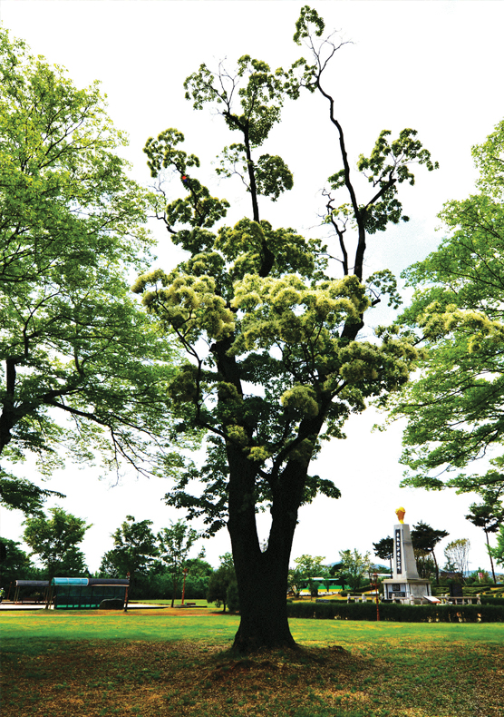 광양읍수와 이팝나무 사진5