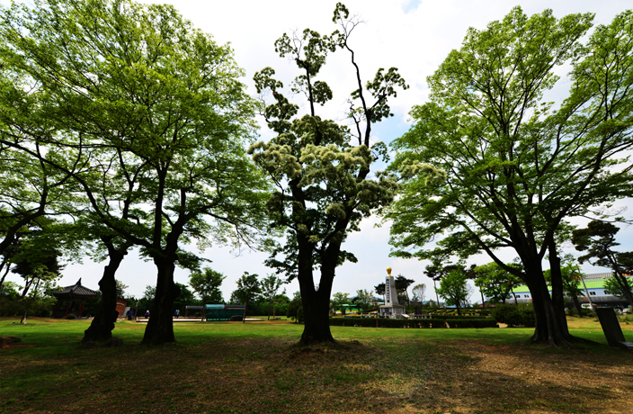 광양읍수와 이팝나무 사진3