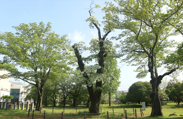 광양읍수와 이팝나무 사진4