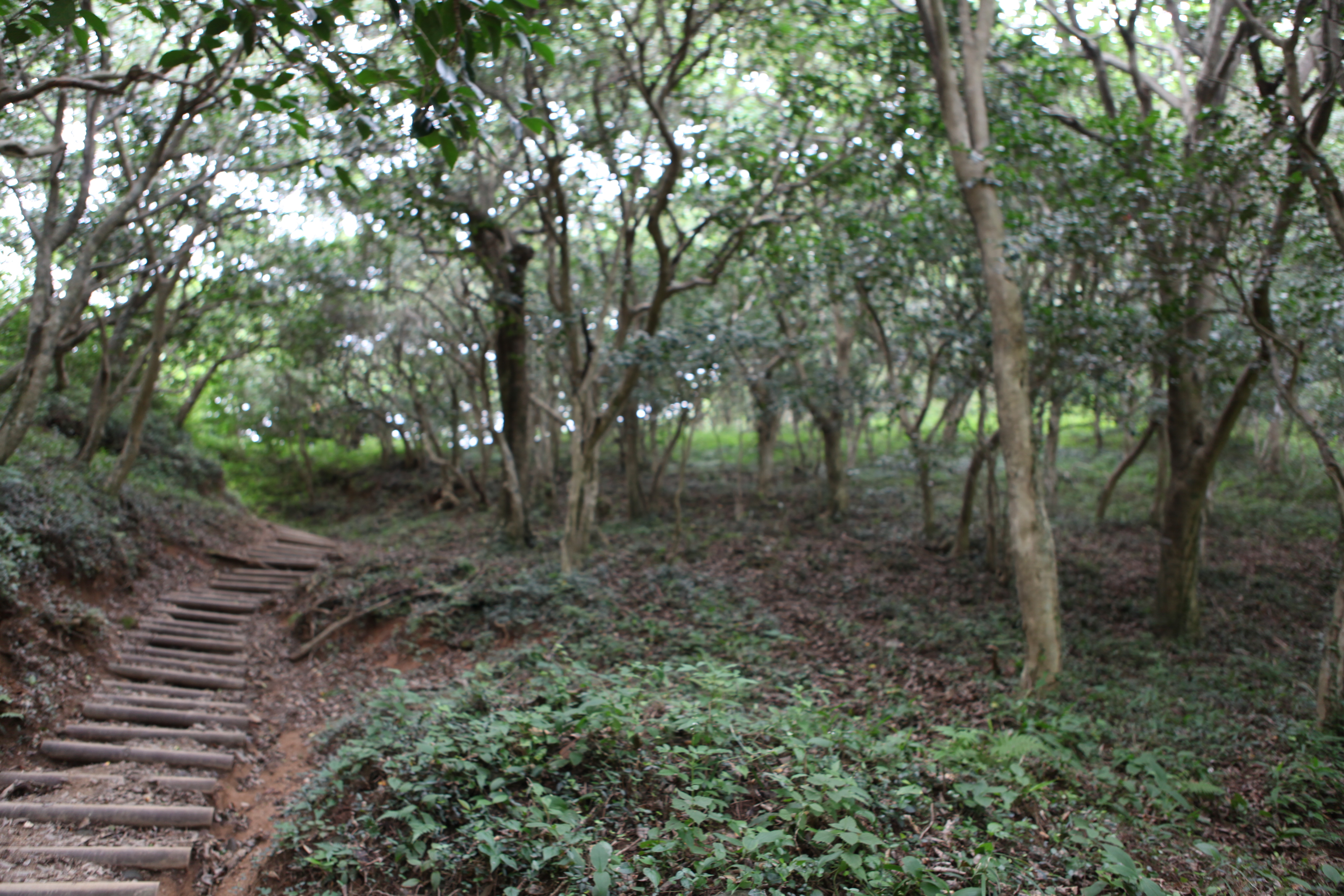 광양 옥룡사 동백나무 숲 사진1