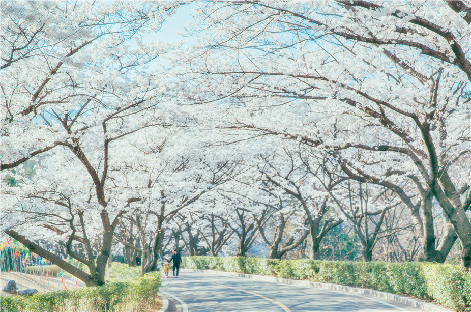제철단지 벚꽃 사진1
