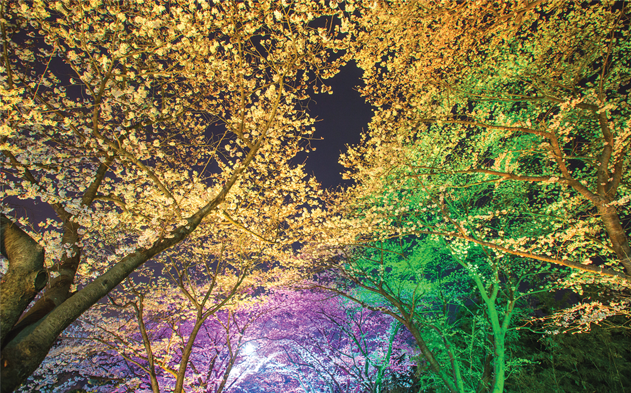 제철단지 벚꽃 사진3