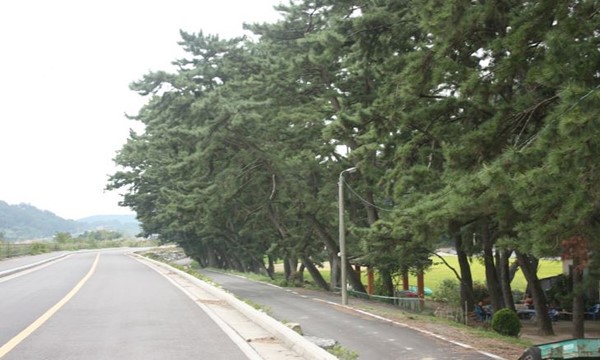 진월 돈탁마을 숲 사진1
