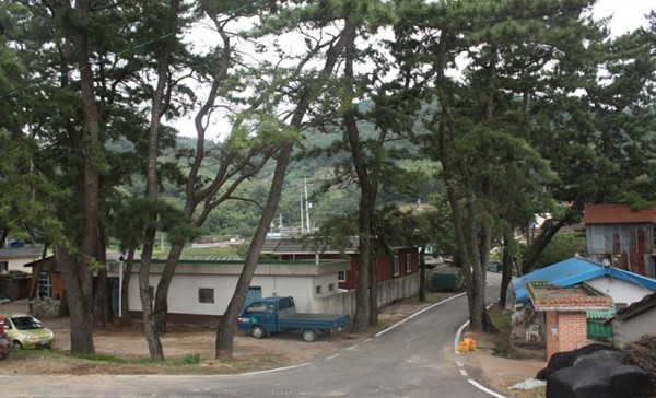 진월 돈탁마을 숲 사진2