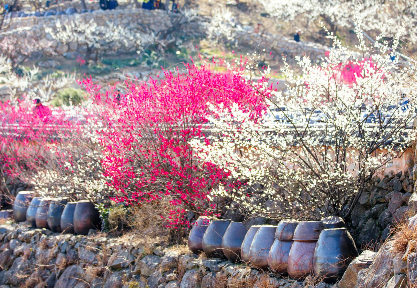  사진6