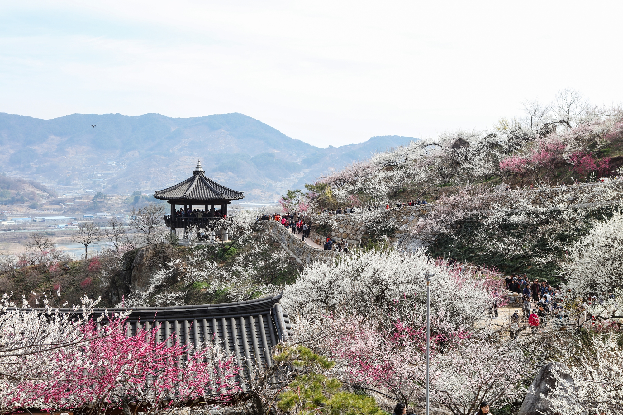 2019 광양 매화마을 전경 [매화 축제, 봄, 꽃, 매화축제]