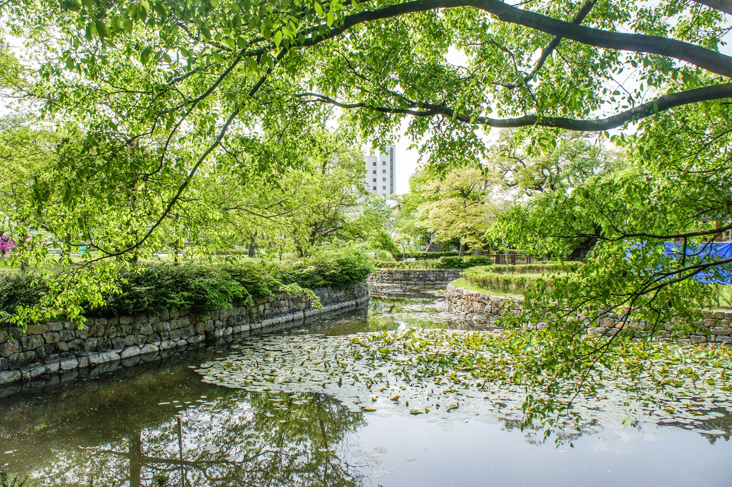 2019 유당공원, 이팝나무 [봄, 여름, 광양 공원, 초록색, 연못]
