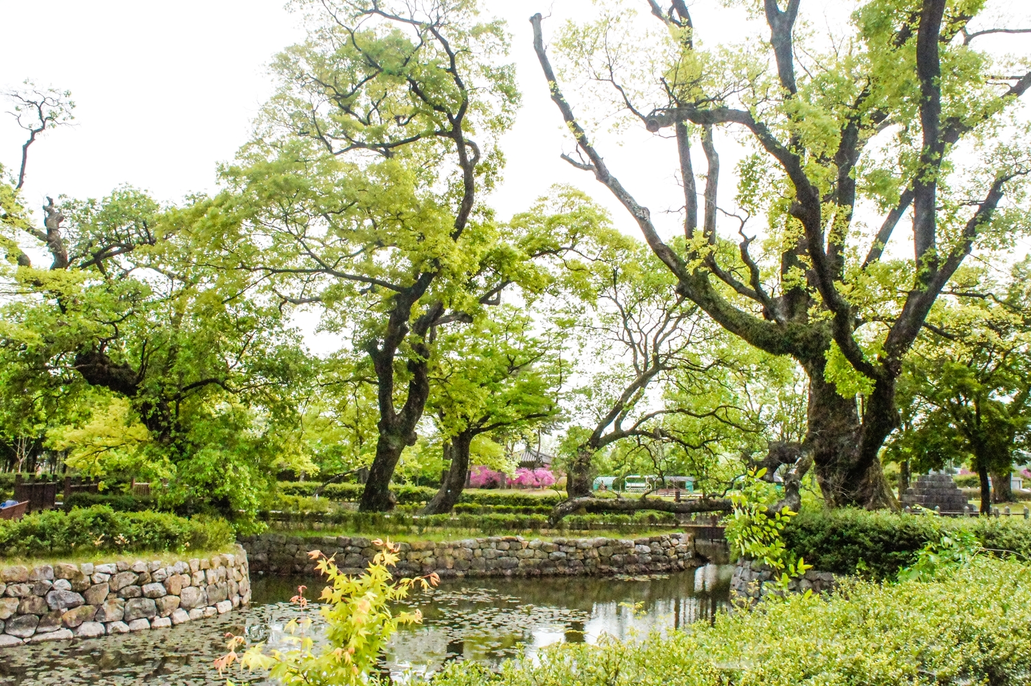 2019 유당공원, 이팝나무 [봄, 여름, 광양 공원, 초록색, 연못]