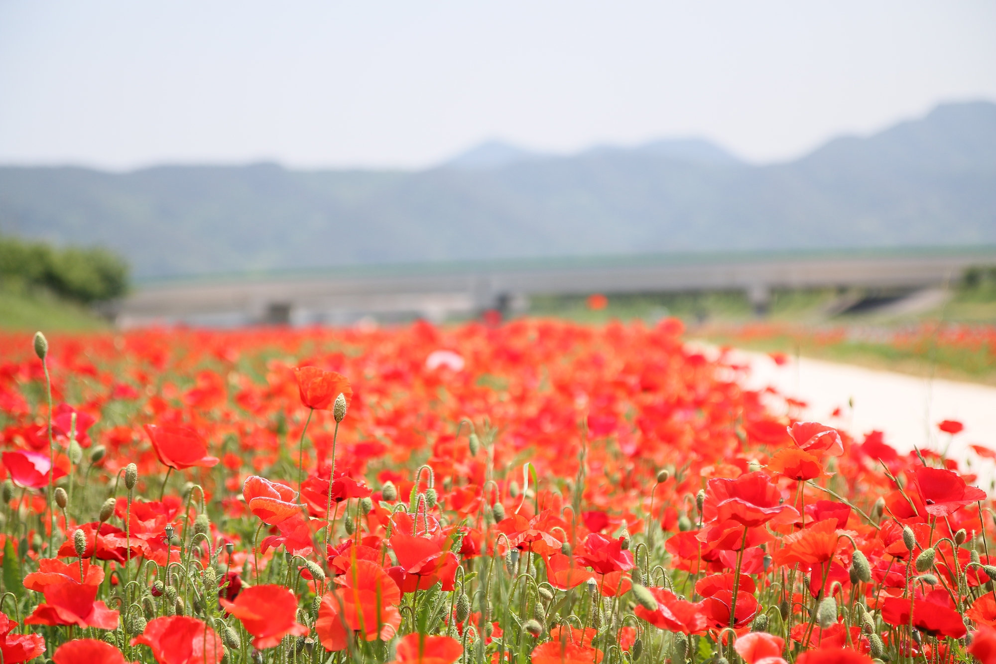 2019 광양 서천변 봄 여름 양귀비 (빨간색, 꽃 물결)