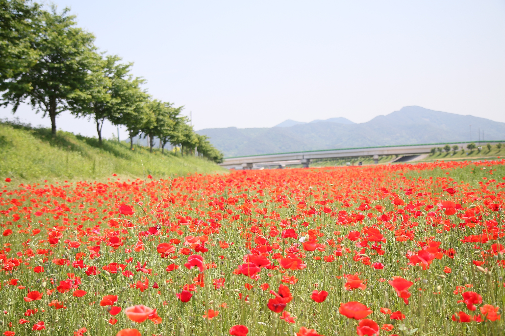 2019 광양 서천변 봄 여름 양귀비 (빨간색, 꽃 물결)