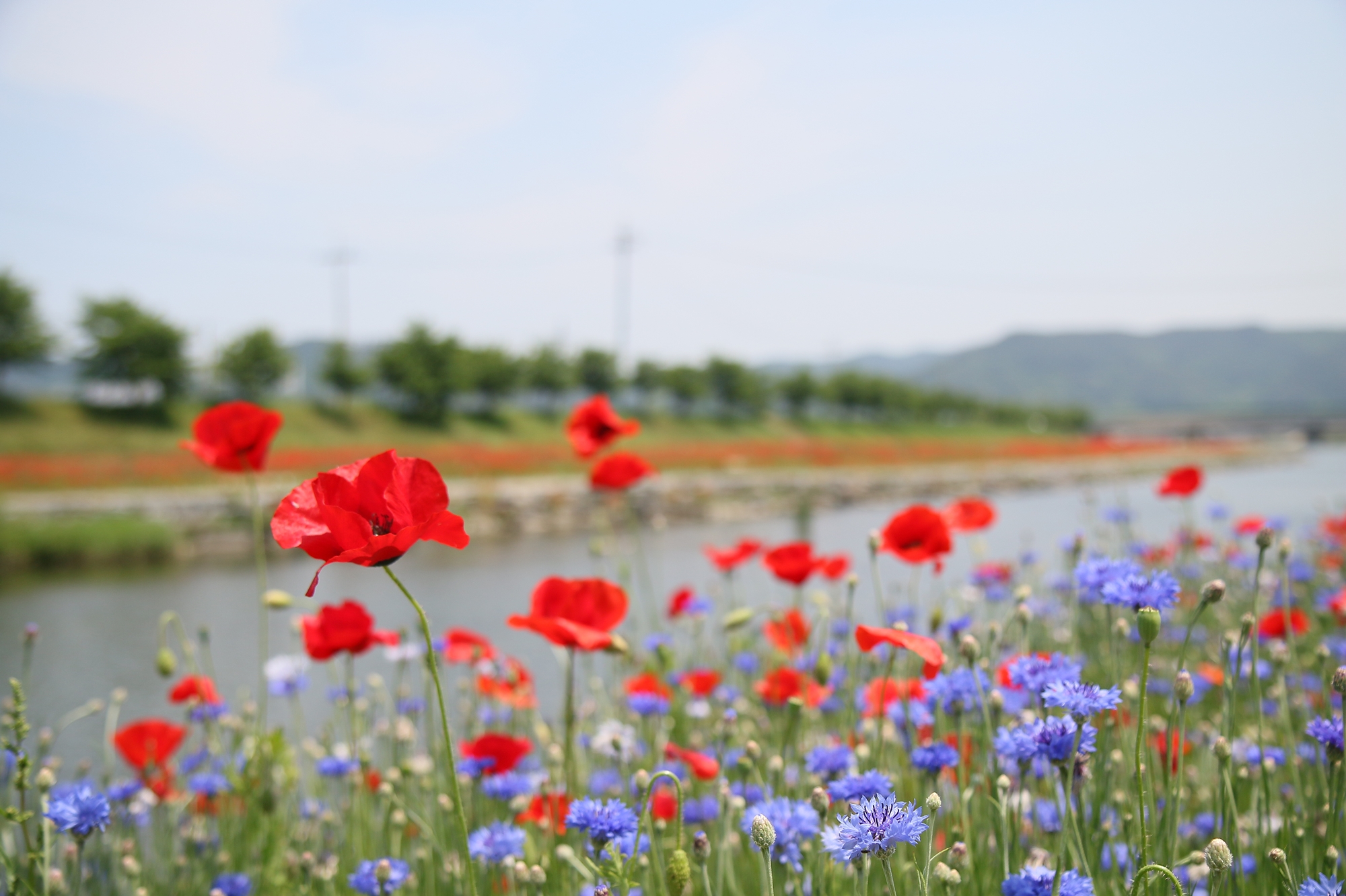 2019 광양 서천변 봄 여름 양귀비 수레국화 (보라색, 빨간색, 꽃 물결)