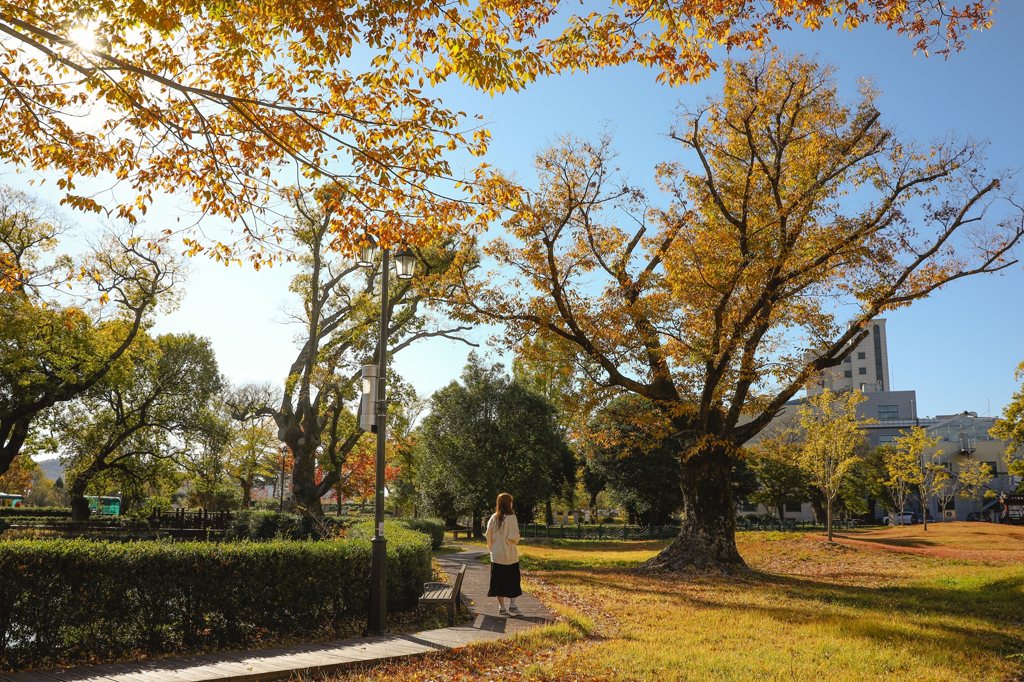 광양 유당공원 [ 가을 감성 사진, 모델, 은행나무, 낙엽]