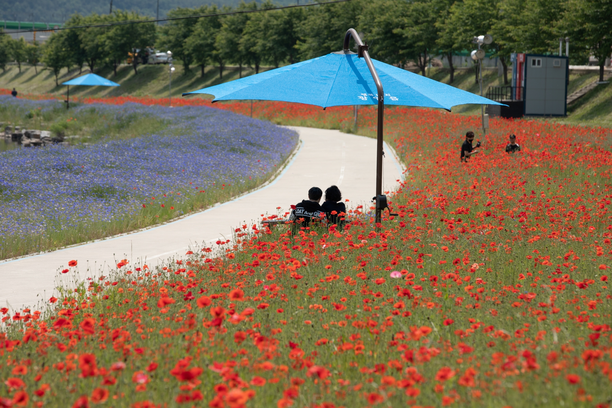 2020 광양 서천변 봄 여름 양귀비 (빨간색, 꽃길, 광양읍)