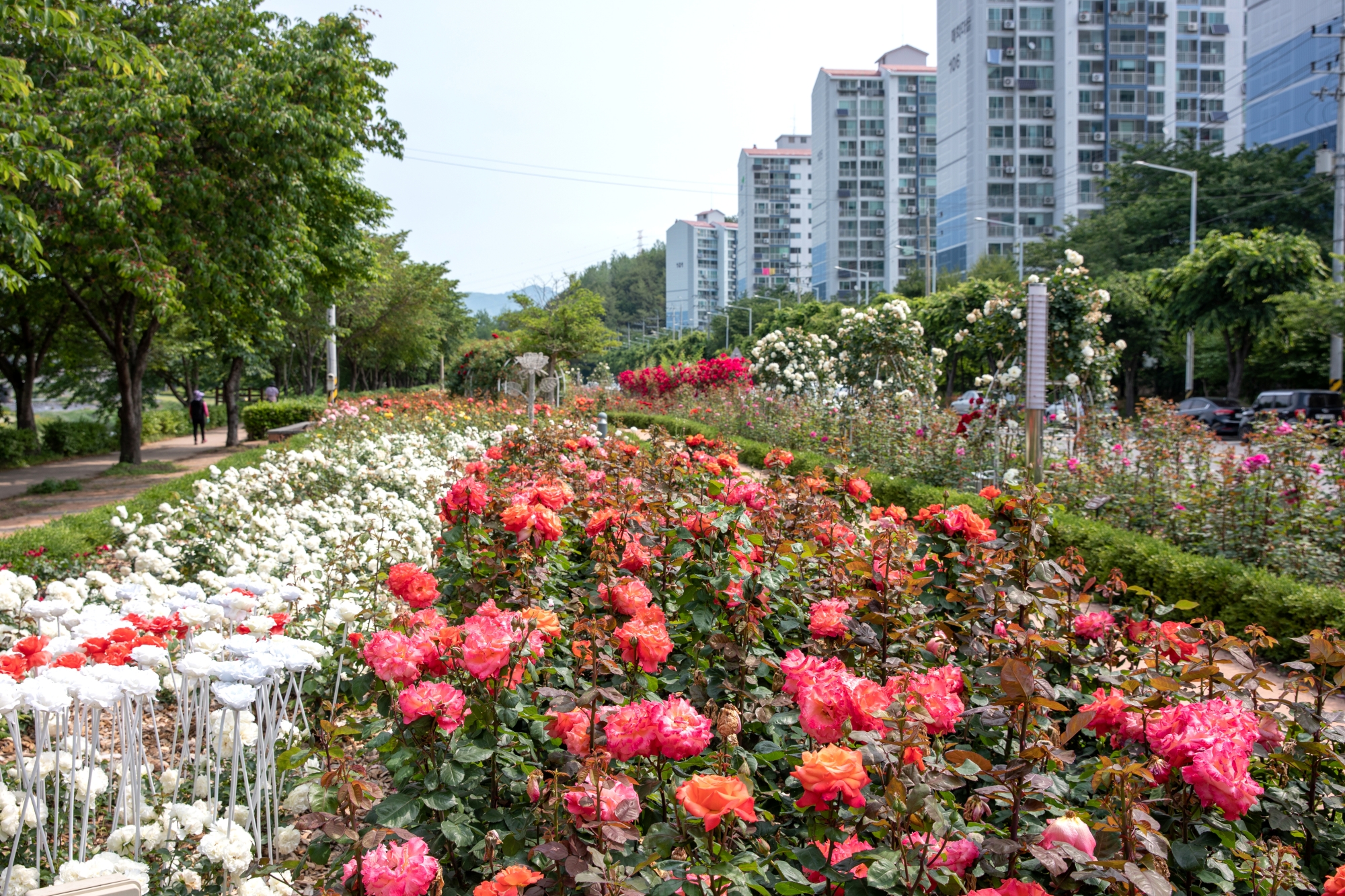광양 서천변 봄 여름 장미공원(빨간색, 꽃길, 광양읍)