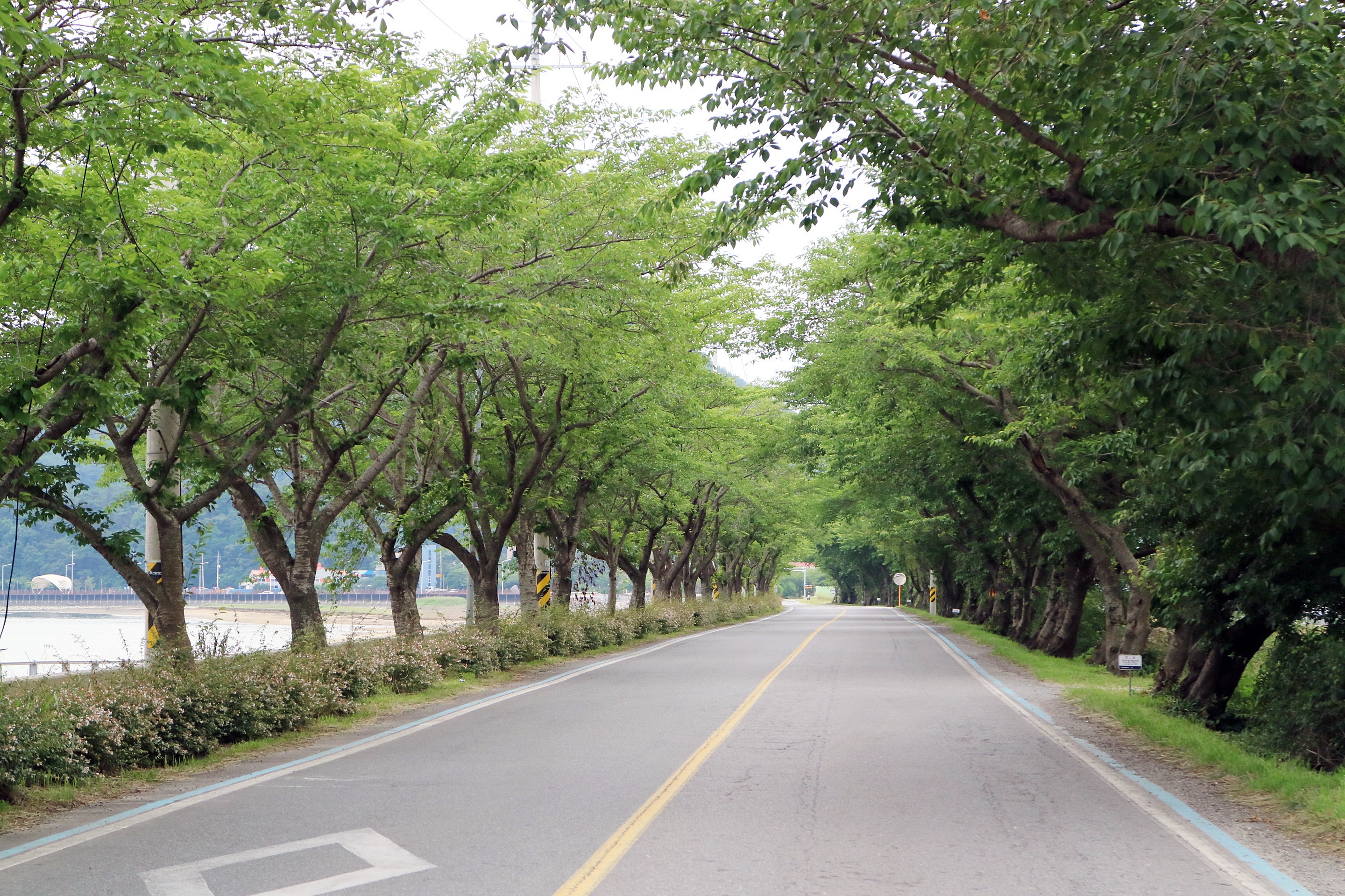 섬진강 벚꽃길 여름 (휴게소, 도로, 신록, 예쁜 길)
