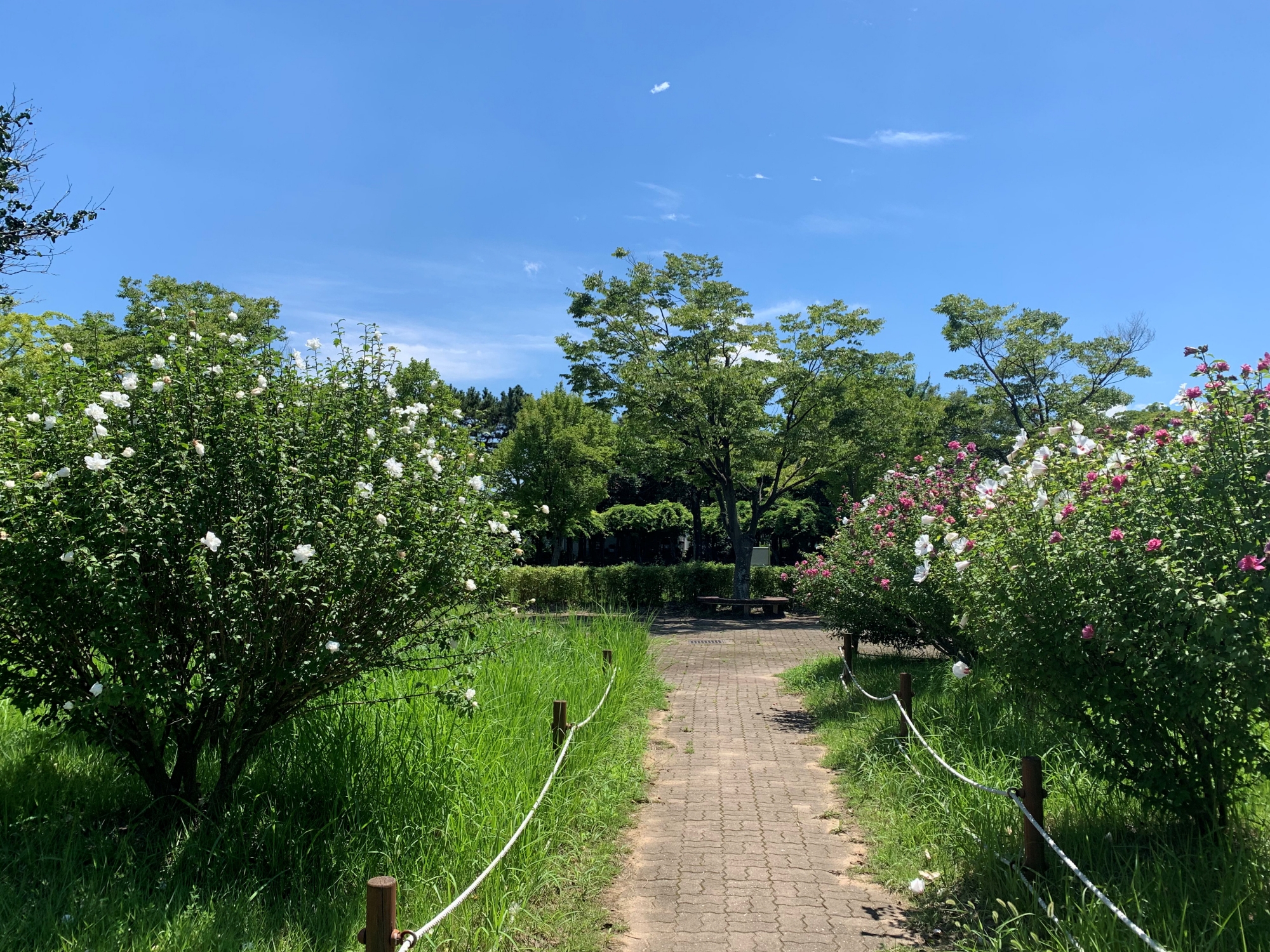 금호동 무궁화동산 (무궁화 공원, 여름 꽃)
