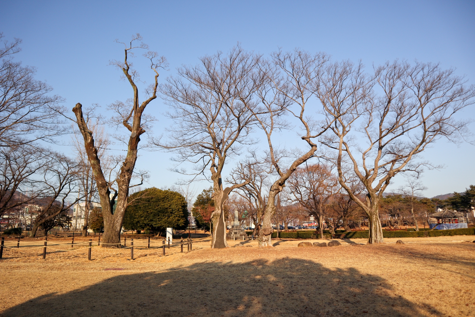 겨울 유당공원 [남파랑길 50코스] 이팝나무, 광양읍수