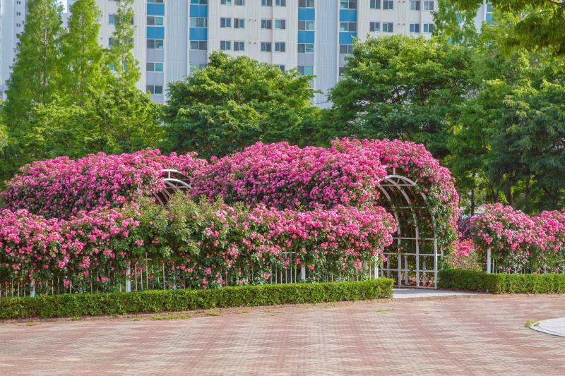 2023 광양 중마동 장미공원 (중동근린공원, 봄, 여름, 꽃, 여행, 자연)