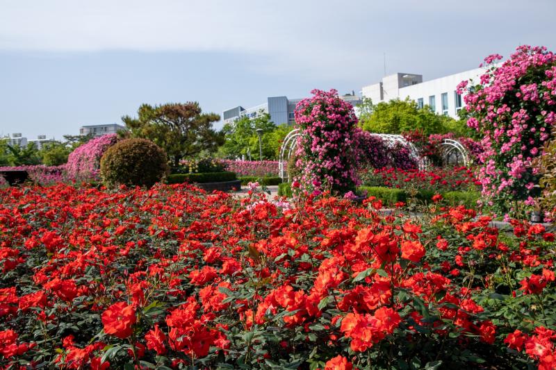 2023 광양 중마동 장미공원 (중동근린공원, 봄, 여름, 꽃, 여행, 자연) 