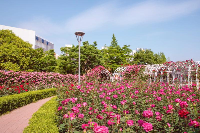 2023 광양 중마동 장미공원 (중동근린공원, 봄, 여름, 꽃, 여행, 자연)  