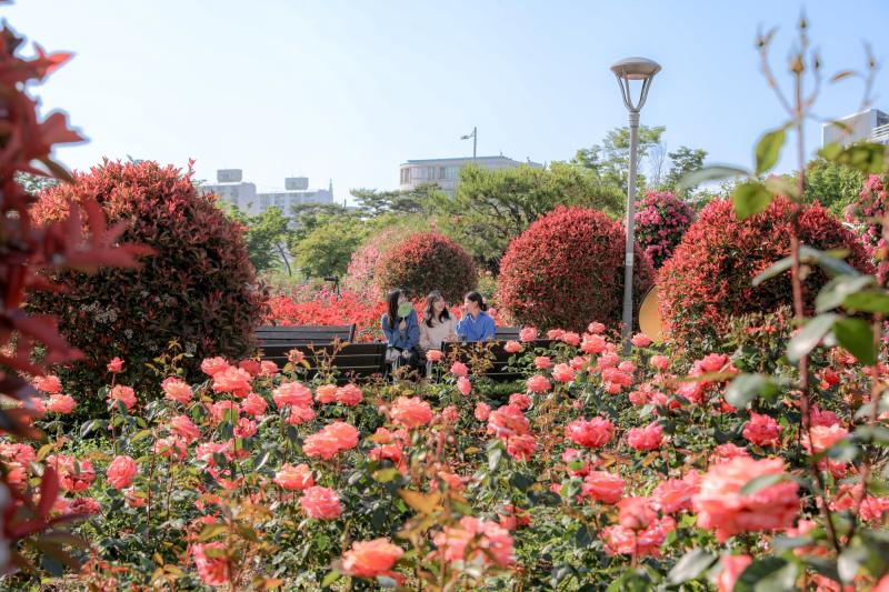 2024 광양 중마동 장미공원 (중동근린공원, 봄, 여름, 꽃, 여행, 자연, 중촌공원) 