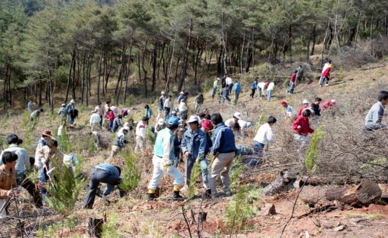90년대 식목일행사 ( 광양, 4월1일, 나무심기 )