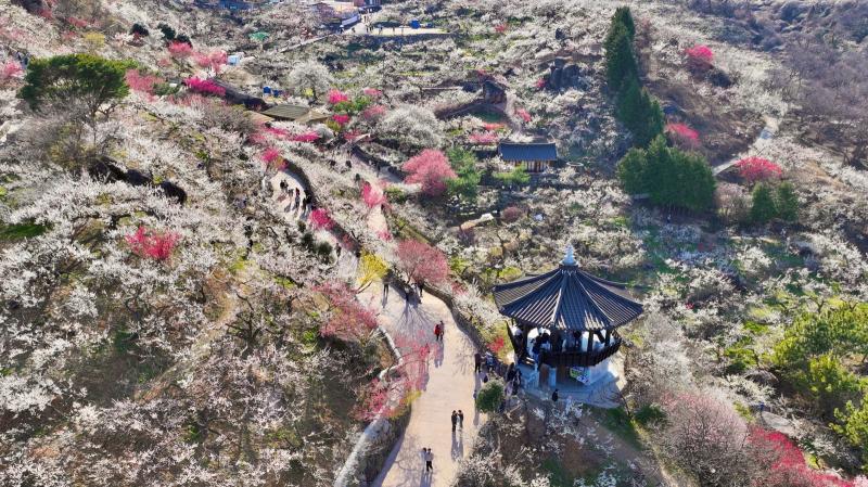 광양매화마을 (매화축제, 매화, 홍매화, 봄, 꽃, 매실, 청매실농원, 다압면, 홍쌍리, 축제, 개화율, 광양매화축제, 항공사진, 드론)