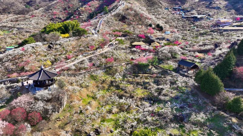 광양매화마을 (매화축제, 매화, 홍매화, 봄, 꽃, 매실, 청매실농원, 다압면, 홍쌍리, 축제, 개화율, 광양매화축제, 항공사진, 드론) 