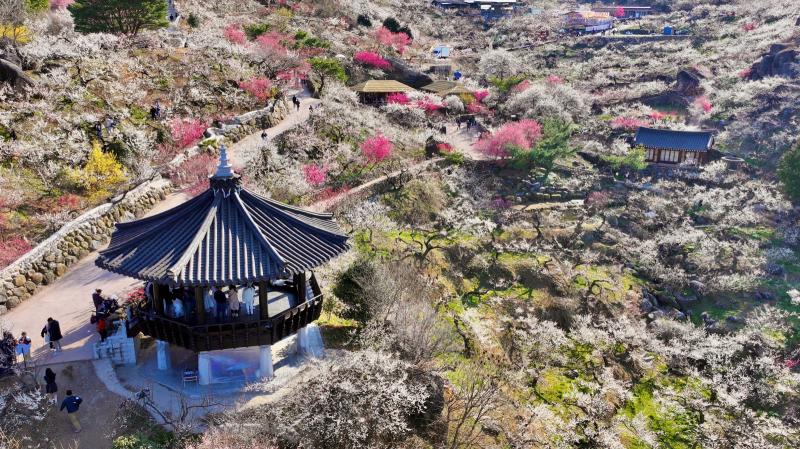 광양매화마을 (매화축제, 매화, 홍매화, 봄, 꽃, 매실, 청매실농원, 다압면, 홍쌍리, 축제, 개화율, 광양매화축제, 항공사진, 드론)