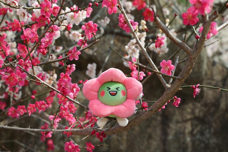 광양매화마을 (매화축제, 매화, 홍매화, 봄, 꽃, 매실, 청매실농원, 다압면, 홍쌍리, 축제, 개화율, 광양매화축제, 매돌이) 