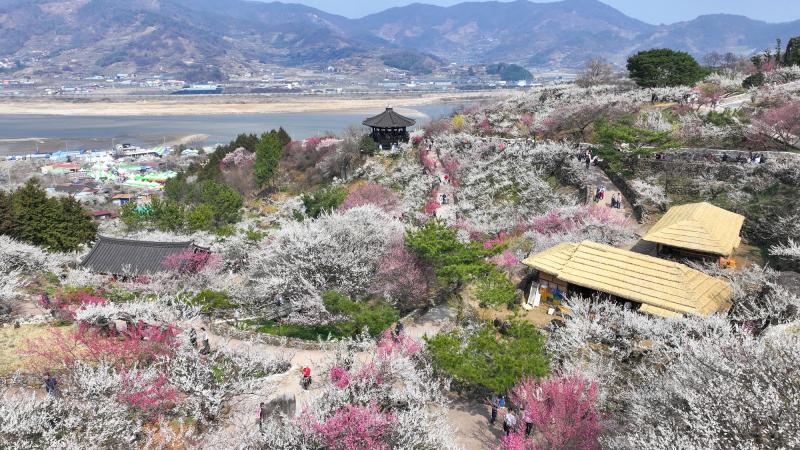 광양매화마을 (매화축제, 매화, 홍매화, 봄, 꽃, 매실, 청매실농원, 다압면, 홍쌍리, 축제, 개화율, 광양매화축제) 