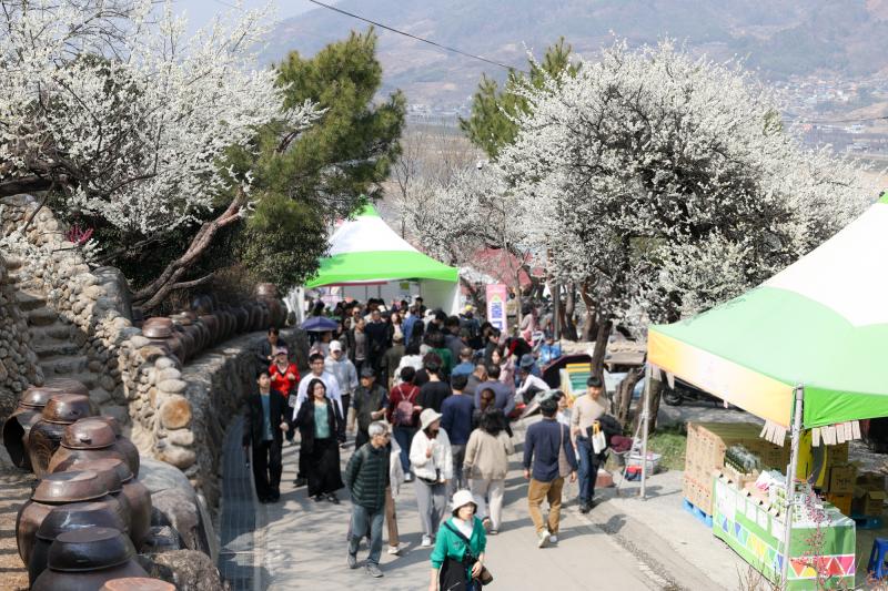 광양매화마을 (매화축제, 매화, 홍매화, 봄, 꽃, 매실, 청매실농원, 다압면, 홍쌍리, 축제, 개화율, 광양매화축제) 