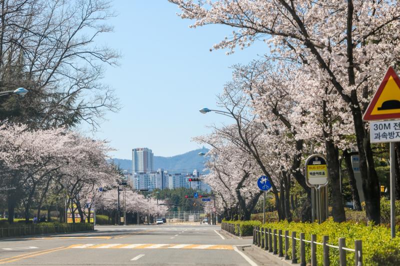 금호동 백운대 벚꽃길 (봄꽃, 봄)