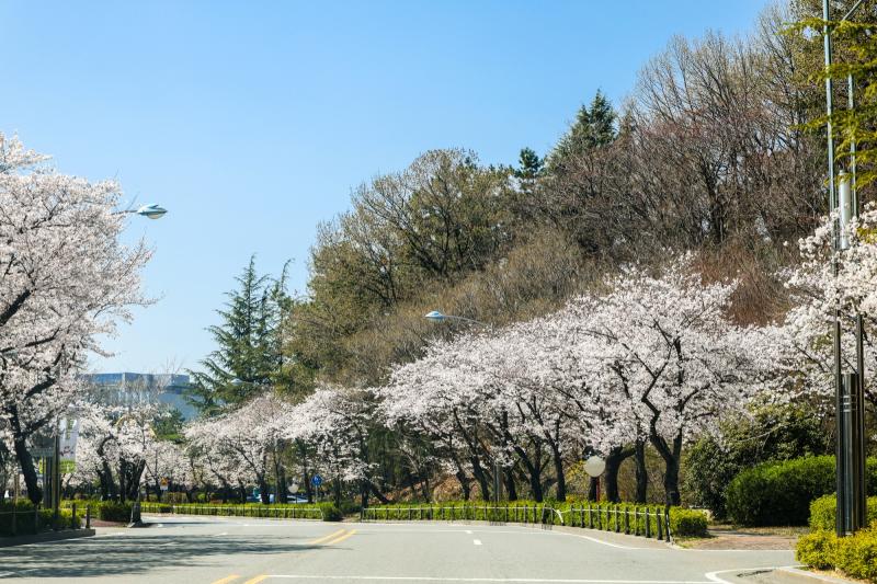 금호동 백운대 벚꽃길 (봄꽃, 봄) 