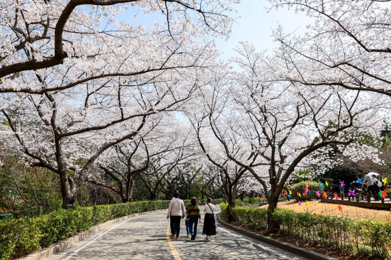 금호동 백운대 벚꽃길 (봄꽃, 봄) 