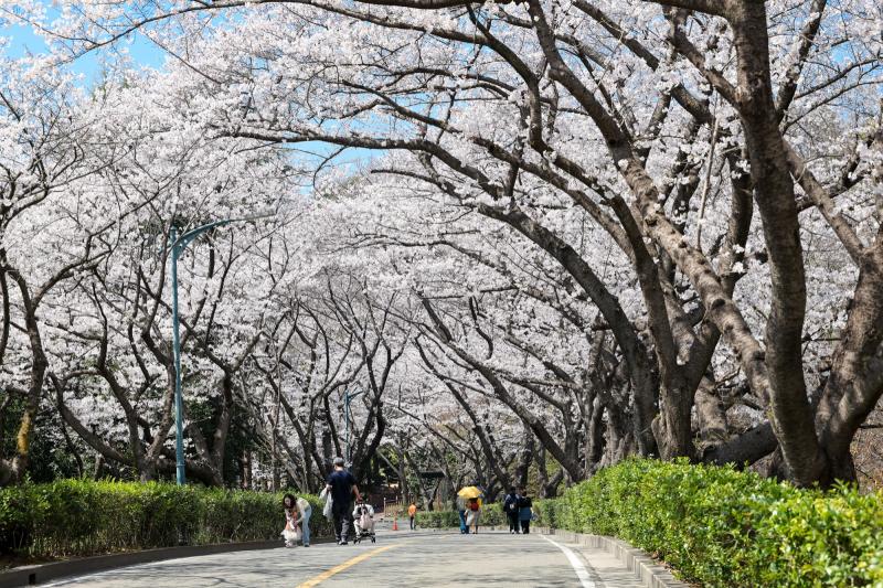 금호동 백운대 벚꽃길 (봄꽃, 봄)