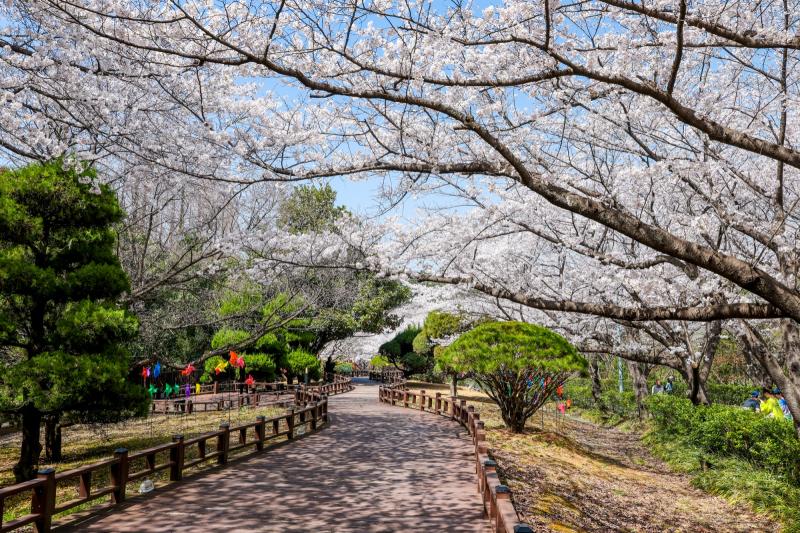 금호동 백운대 벚꽃길 (봄꽃, 봄) 