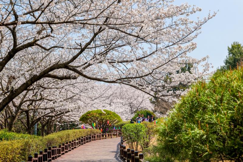 금호동 백운대 벚꽃길 (봄꽃, 봄)