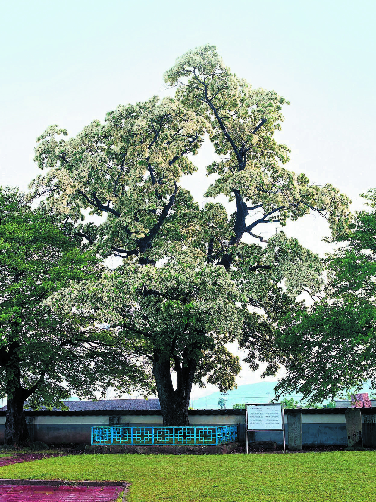광양읍수와 이팝나무