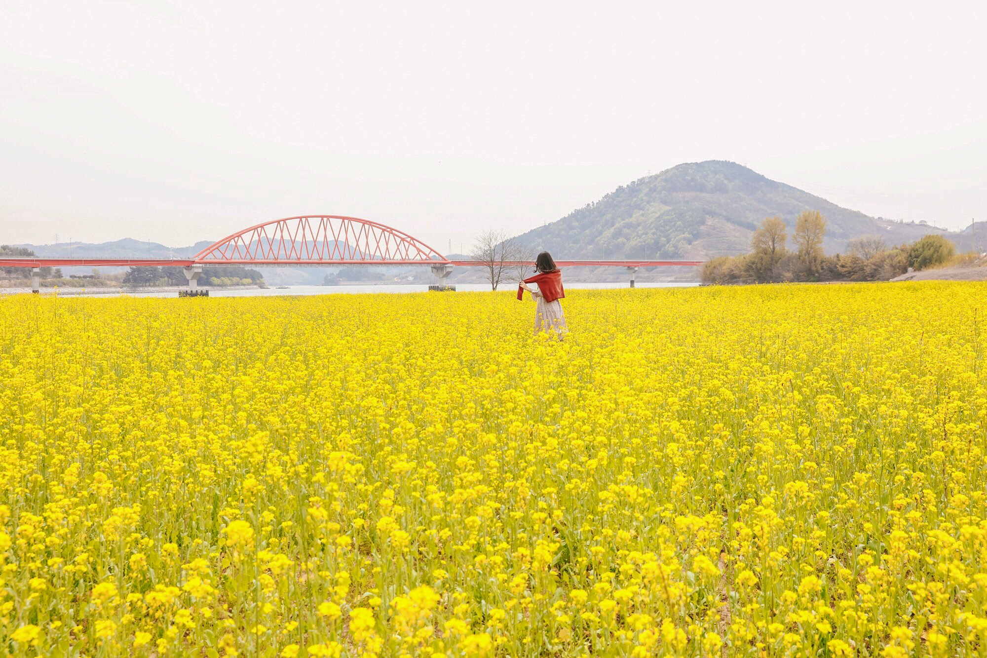 섬진강 유채꽃[진월, 꽃길, 봄, 스냅사진]