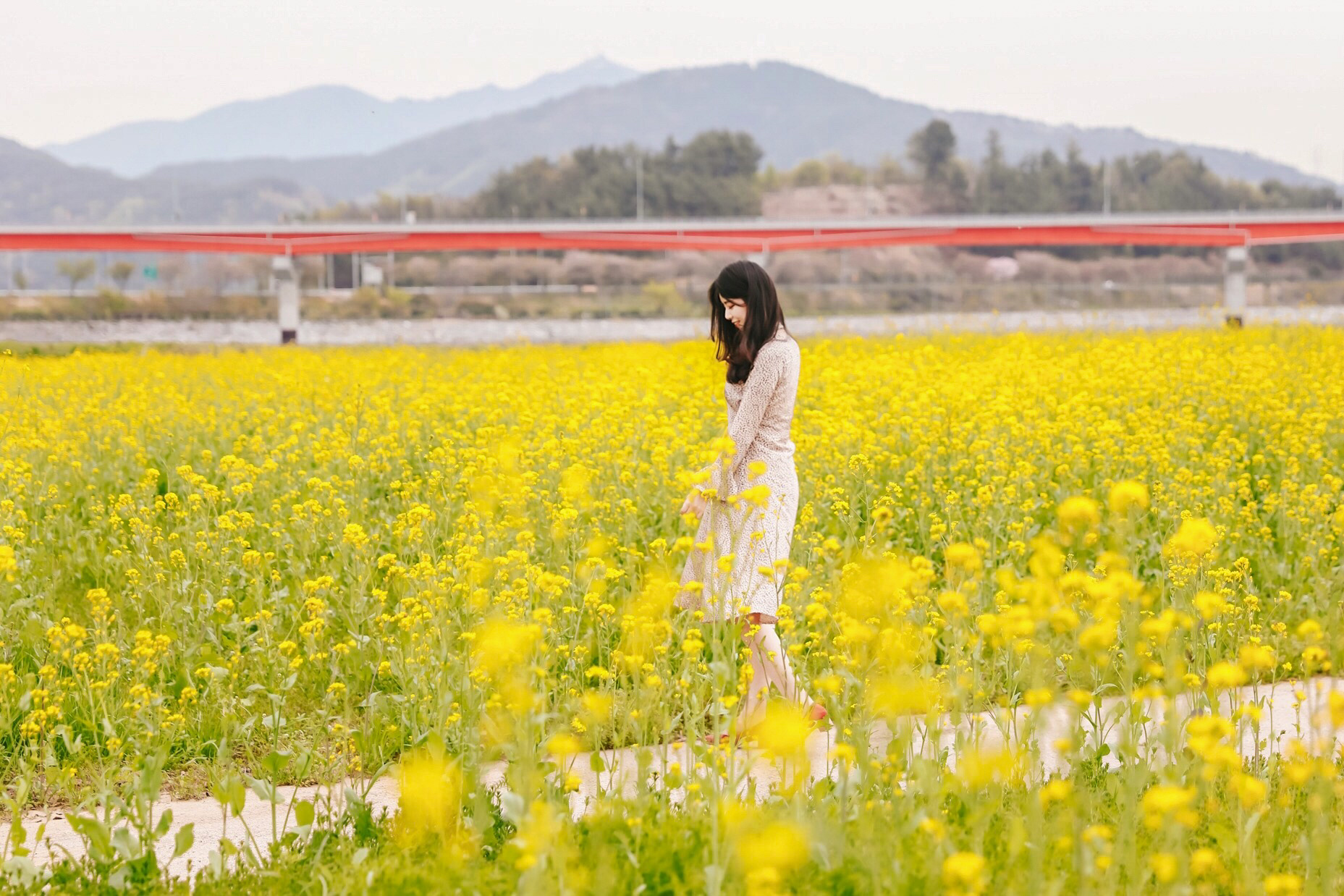 섬진강 유채꽃[진월, 꽃길, 봄, 스냅사진]