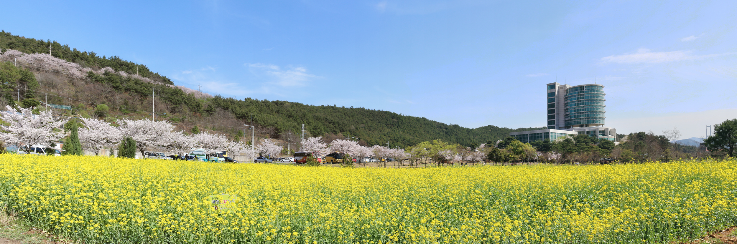 커뮤니티센터 유채꽃[중마동, 봄, 풍경]