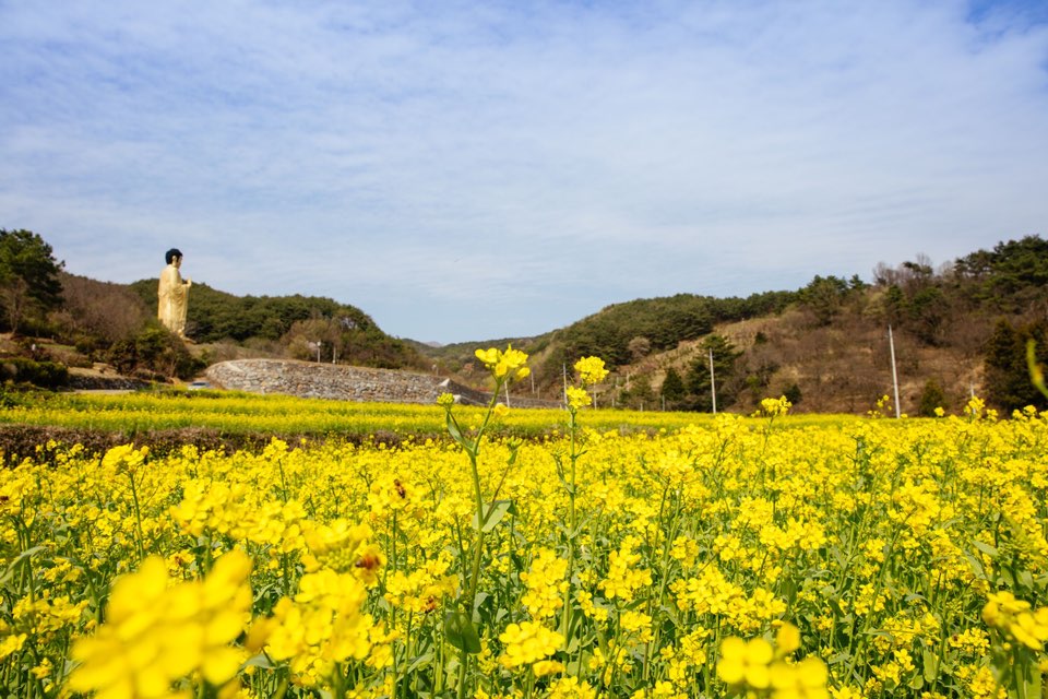 운암사 유채꽃[옥룡, 꽃, 봄, 풍경]