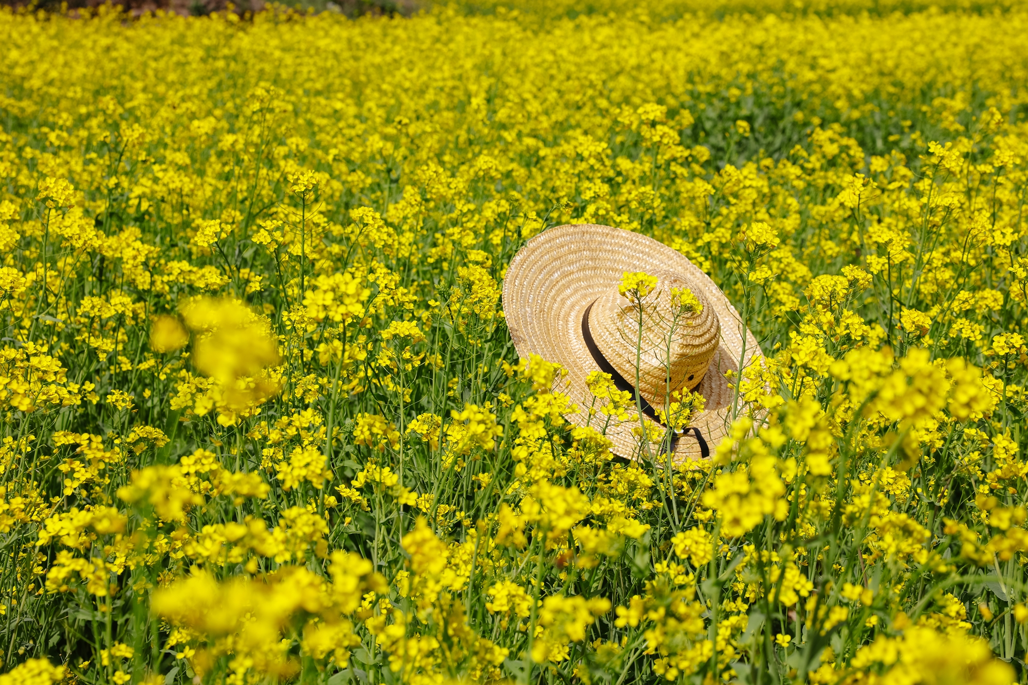 운암사 유채꽃[옥룡, 꽃, 봄, 풍경]